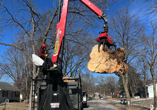 Tree Removal