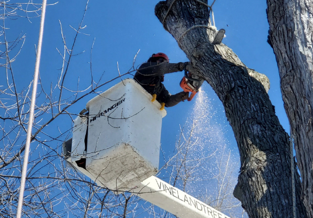 Tree Removal