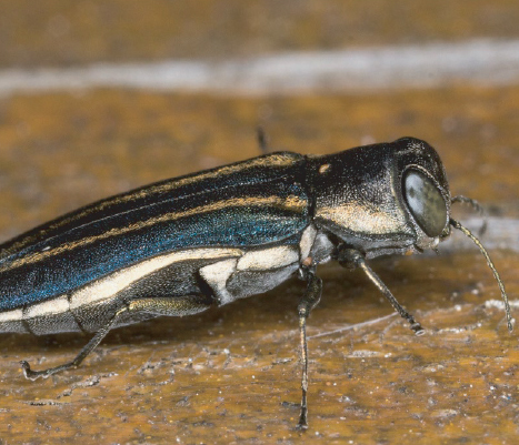 Two-Lined Chestnut Borer