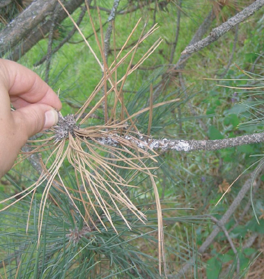 Diplodia Shoot Blight signs