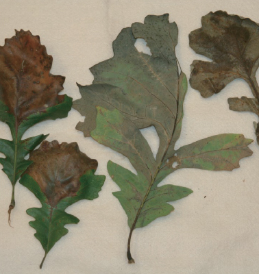 Bur Oak Blight examples