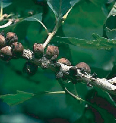 Gall Wasp signs