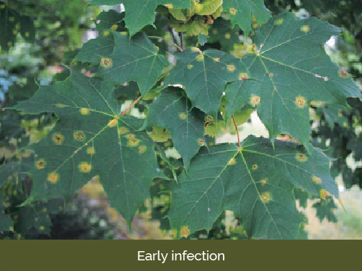 Maple Tar Spot early infection