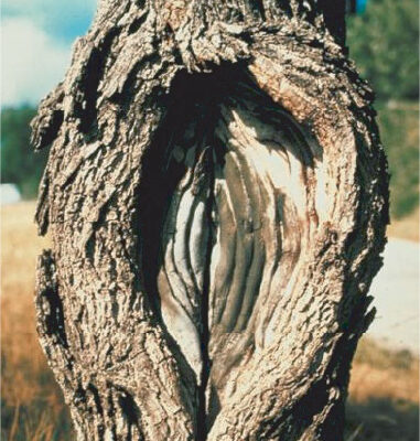Nectria Canker sign