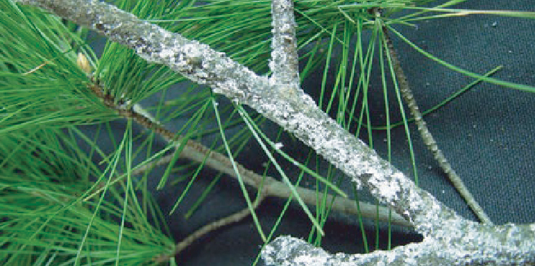 Pine Bark Adelgid signs