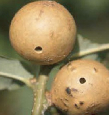 Gall Wasp signs