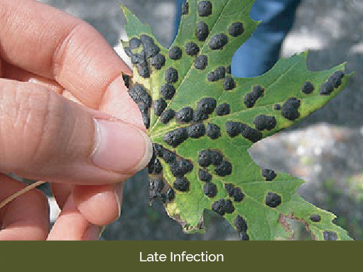 Maple Tar Spot late infection