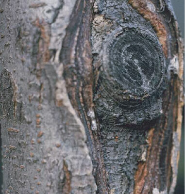 Nectria Canker sign