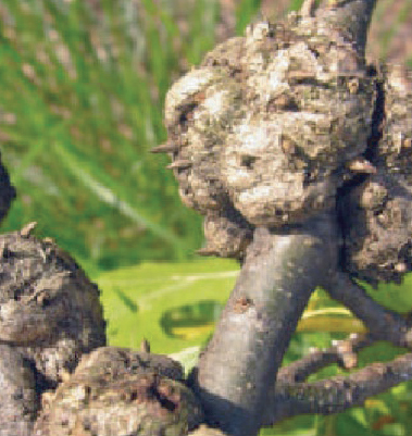 Gall Wasp signs