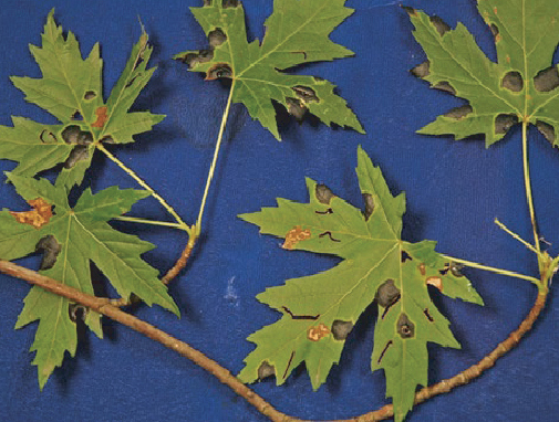 Maple Tar Spot signs