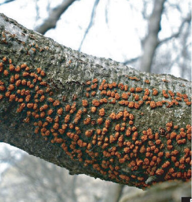 Nectria Canker sign