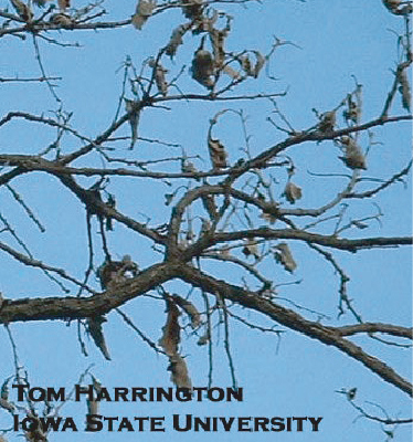 Picture of Bur Oak Blight from Tom Harrington - Iowa State University