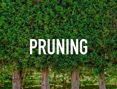 Pruning