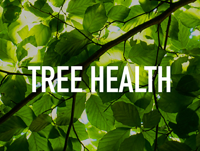 Tree Health