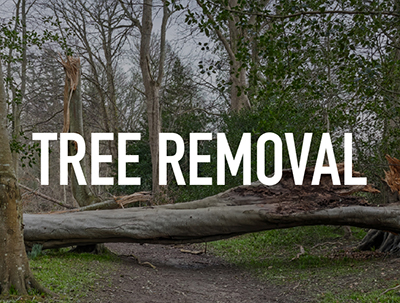 Tre Removal