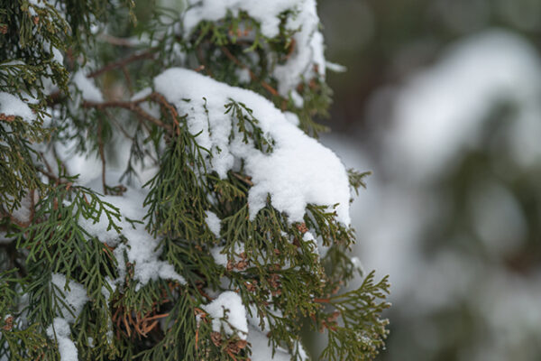 How to Tell if Your Tree Was Damaged During Winter