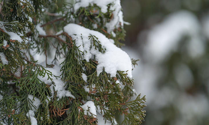 How to Tell if Your Tree Was Damaged During Winter