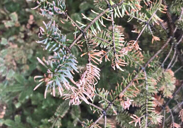 An example of winter burn on balsam ﬁr (Abies balsamea).