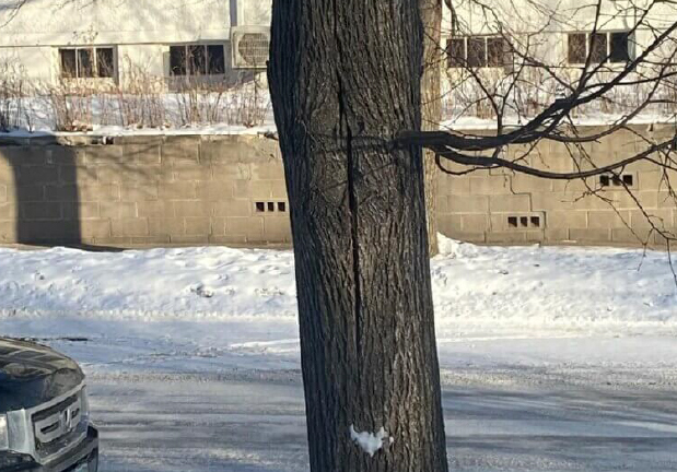 Frost crack opened on a linden trunk on Valentine’s Day during the polar vortex.