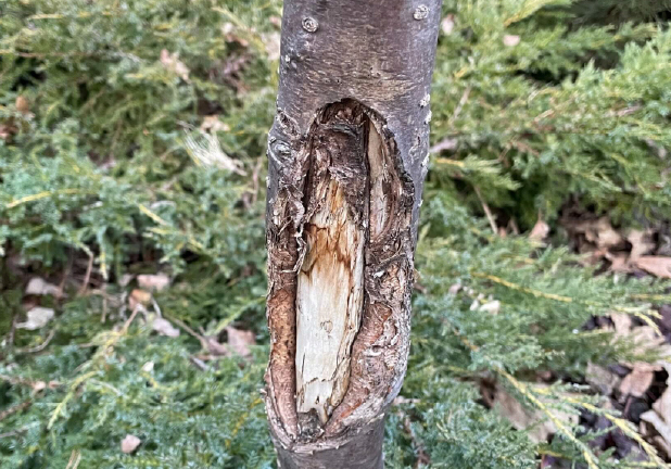 Sunscald damage on trunk of showy mountain-ash (Sorbus decora). Notice the area of sunken, dead bark above the open wound.