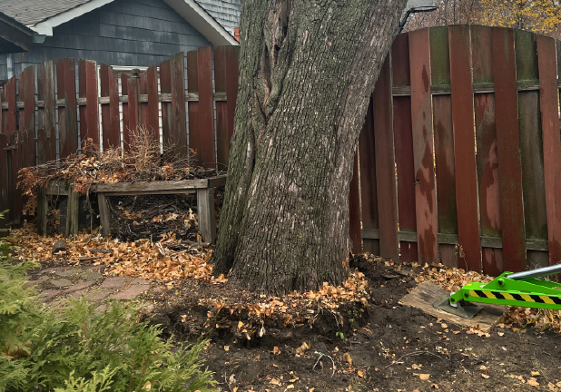 Large leaning tree that’s slightly uprooted.