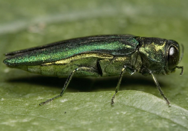 Emerald Ash Borer is serious insect pest of our native ash trees in Minnesota.