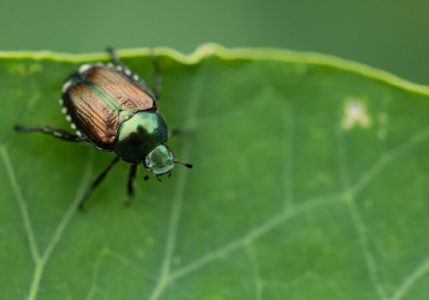 A closeup of Japanese beetle on green leaf, an invasive species to North America.
