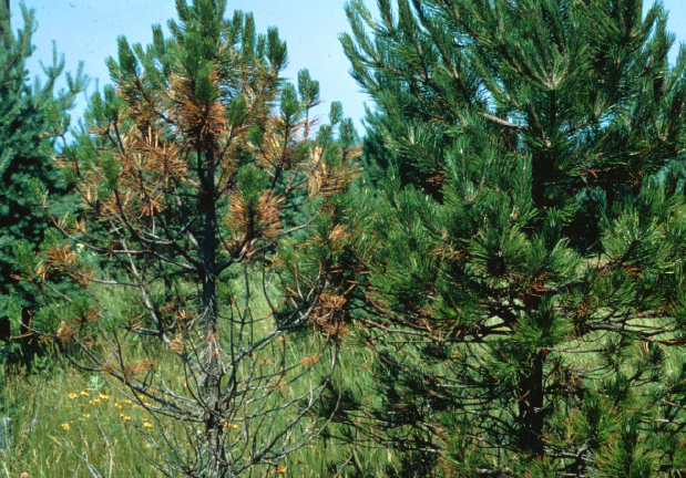 Young tree infected with Dothistroma needle blight has browning of older needles as well as bare branches from needle drop. Photo by University of Minnesota