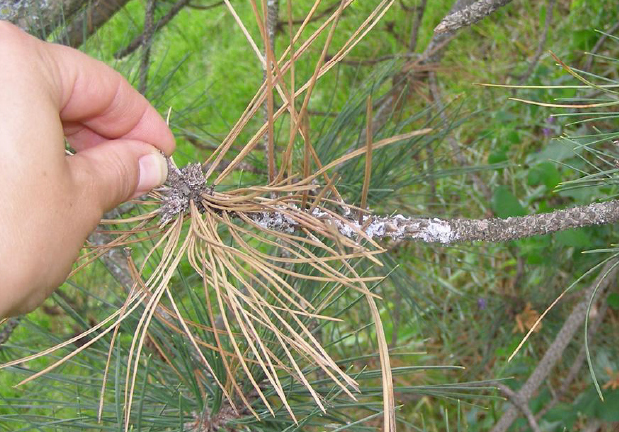 Branch canker caused by Diplodia blight covered in white resin. Photo by University of Minnesota