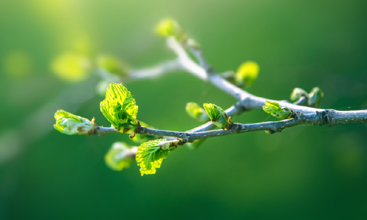 Tree buds